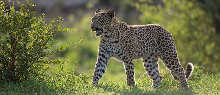 Leopard in Sabi Sands, South Africa