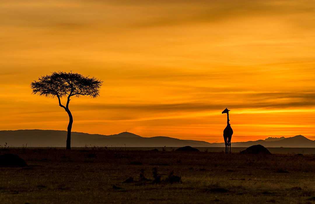 Giraffe at sunset, savanna, Africa. A lone giraffe and acacia tree during a sunset in the savanna.