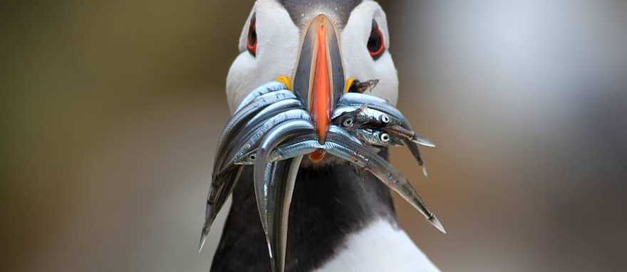 Atlantic Puffin bird, Ireland Atlantic Puffin bird, Ireland