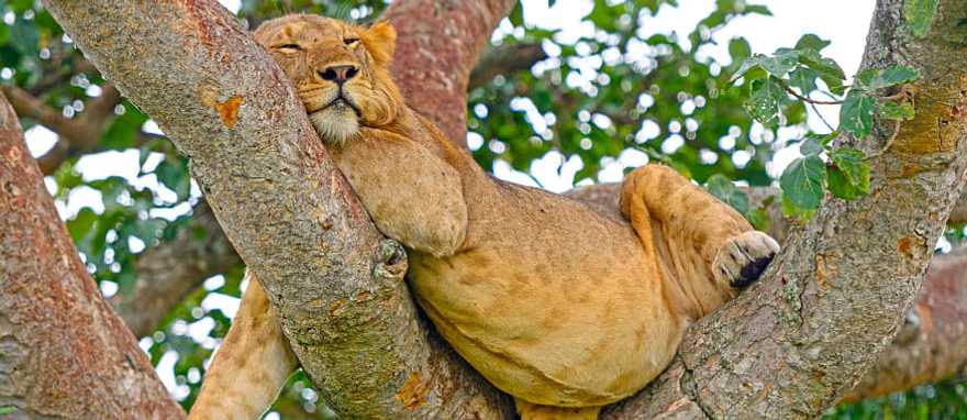 Queen Elizabeth National Park, Uganda Lion resting in a tree in the African savanna