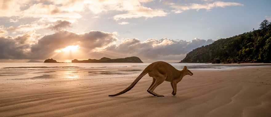 Amazing Australia Kangaroo Safari for Families Kangaroo on the beach in Australia