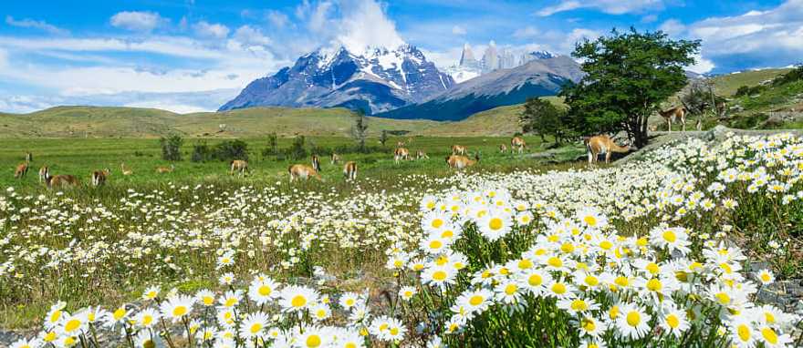 Torres del Paine, Chile Wild flowers blooming in Torres del Paine, Chile