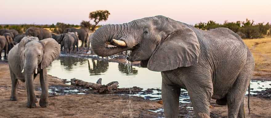 Elephant herd in Hwange National Park, Zimbabwe