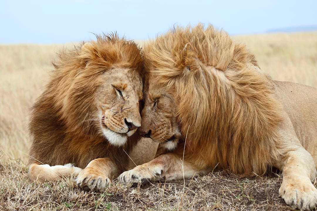 The Maasai Mara, Kenya