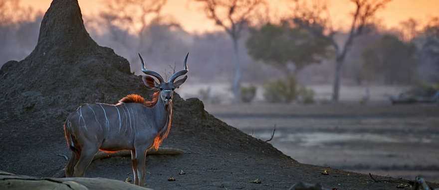 Greater Kudu in Mana Pools National Park in Zimbabwe