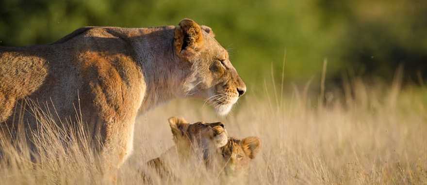 Lioness and two cubs in South Africa