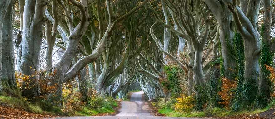 Dark Hedges in County Antrim, Northern Ireland