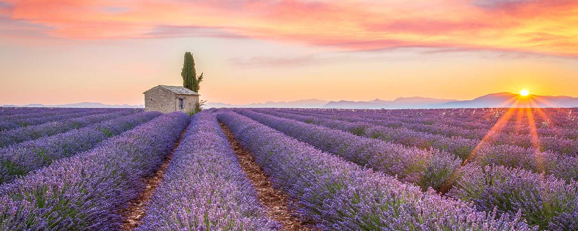 Lavender field in Provence, France