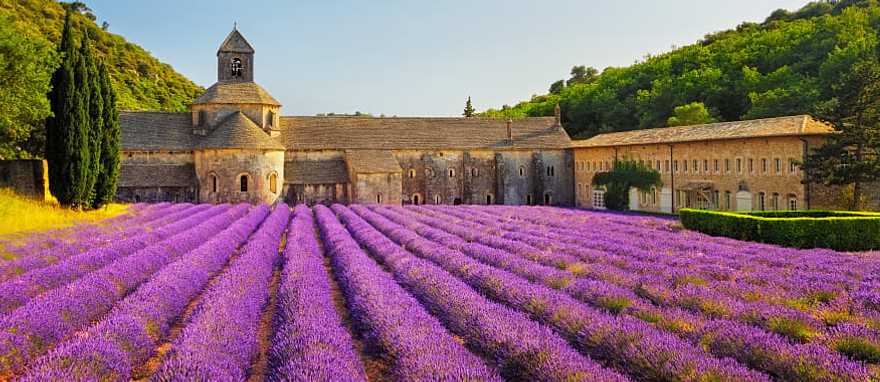 Abbey of Senanque in Gordes in France Lavender fields by the Abbey of Senanque in Gordes in France.