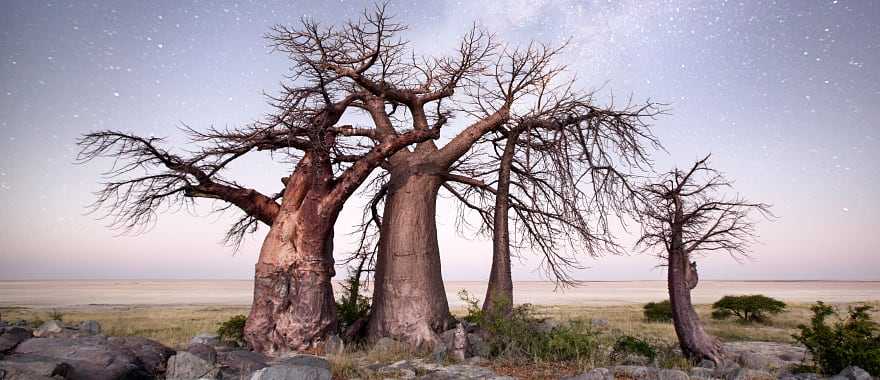 Baobab trees under the night sky in the Makgadikgadi Pan