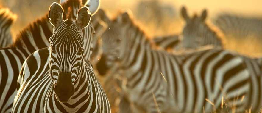 Masai Mara & Untouched Southern Kenya Safari: Ol Kinyei, Amboseli, Tsavo East Masai Mara & Untouched Southern Kenya Safari: Ol Kinyei, Amboseli, Tsavo East