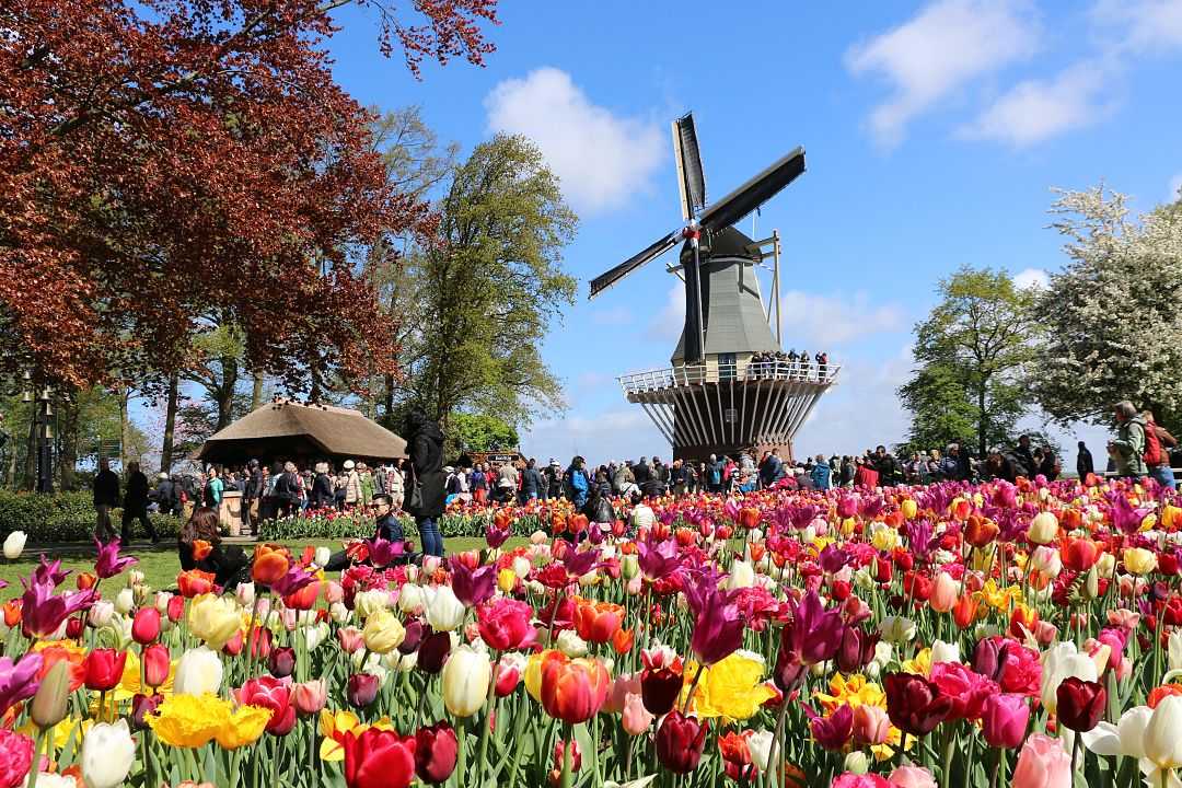 Colorful tulip garden at Tulip Festival Amsterdam with a windmill and visitors on a bright spring day