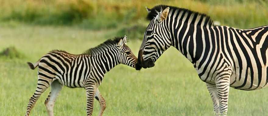 Classic Southern African Safari - Zebra rubbing noses with her calf in the Okavango Delta Classic Southern African Safari - Zebra rubbing noses with her calf in the Okavango Delta