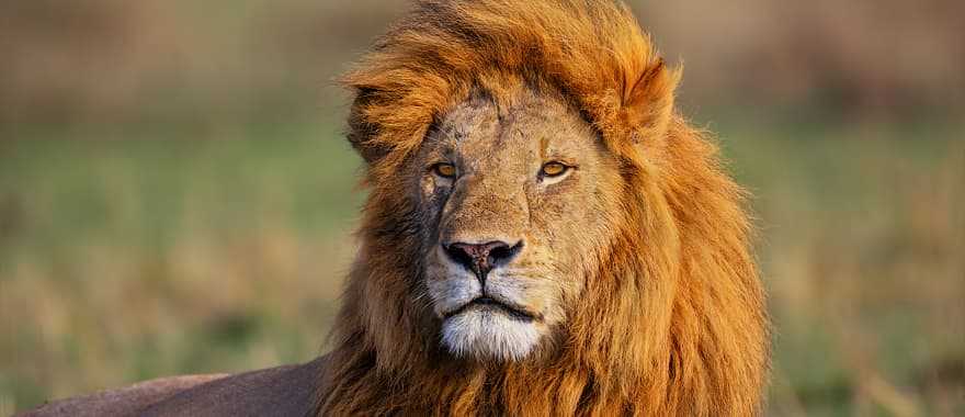 Lion laying on grass in the African savanna 