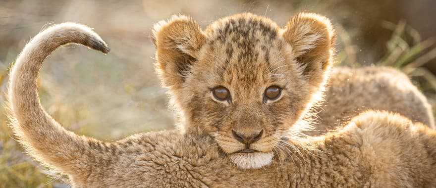 Lion cubs in Southern Africa