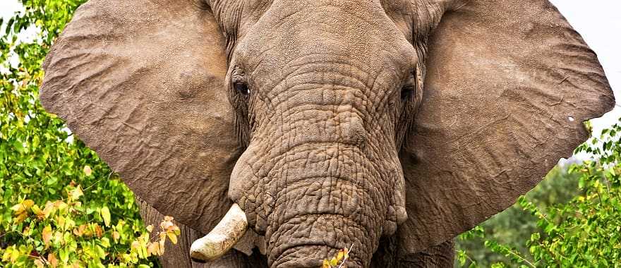 Elephant in Kruger National Park, South Africa