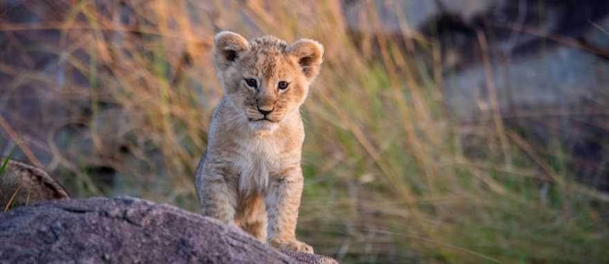 Lion cub in Tanzania Lion cub in Tanzania