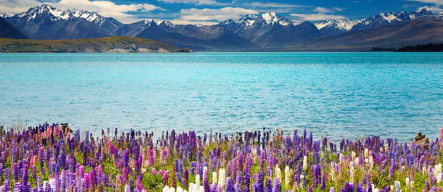 Lupins and Lake Tekapo, South Island, New Zealand Lupins and Lake Tekapo, South Island, New Zealand