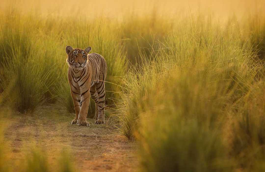 Tiger in Ranthambhore National Park, India.