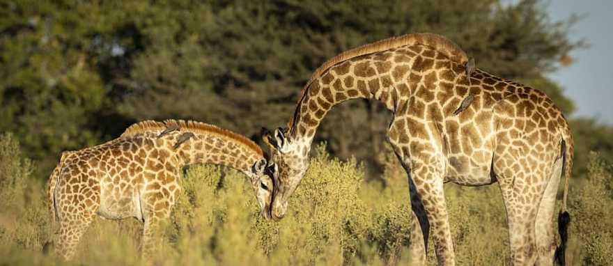 Exclusive Okavango Land & Water Safari - Giraffe nuzzling her calf in Moremi Game Reserve