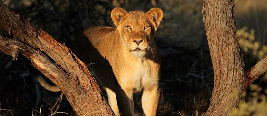 Lioness in South Africa