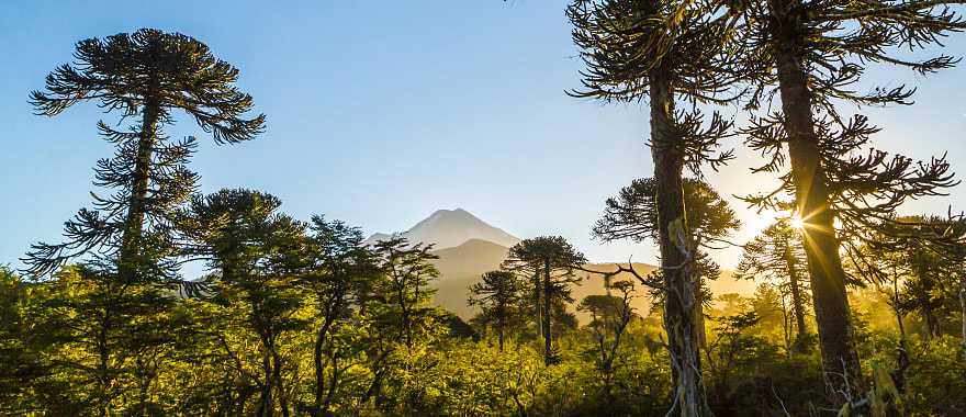 View though the trees from the trail at Conguillio National Park, Chile