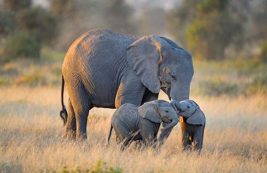 Amboseli National Park, Kenya.