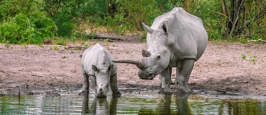 Mom and baby rhinoceros drink water. North Mara Game Reserve, Kenya Mom and baby rhinoceros drink water. North Mara Game Reserve, Kenya