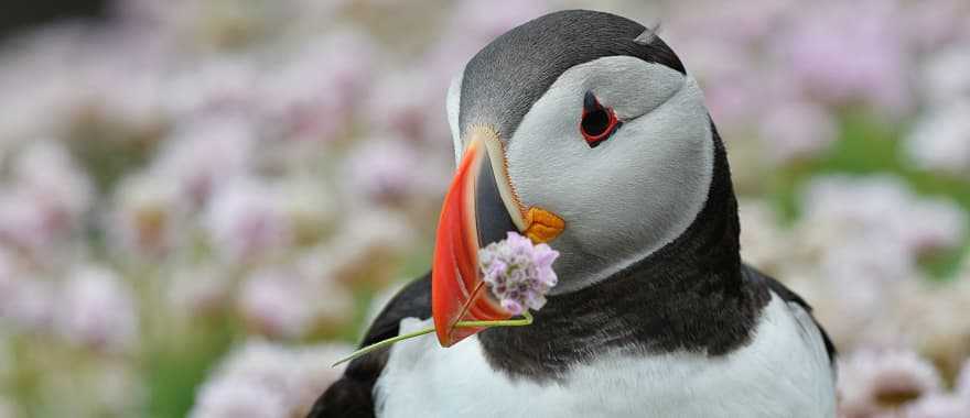 Atlantic Puffin in Iceland