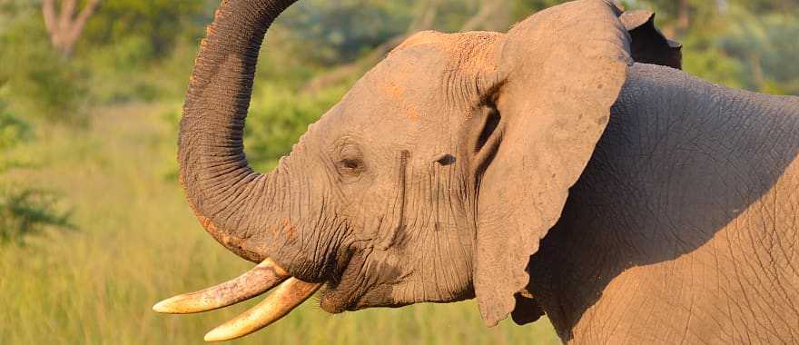 Elephant in Sabi Sands Game Reserve, South Africa