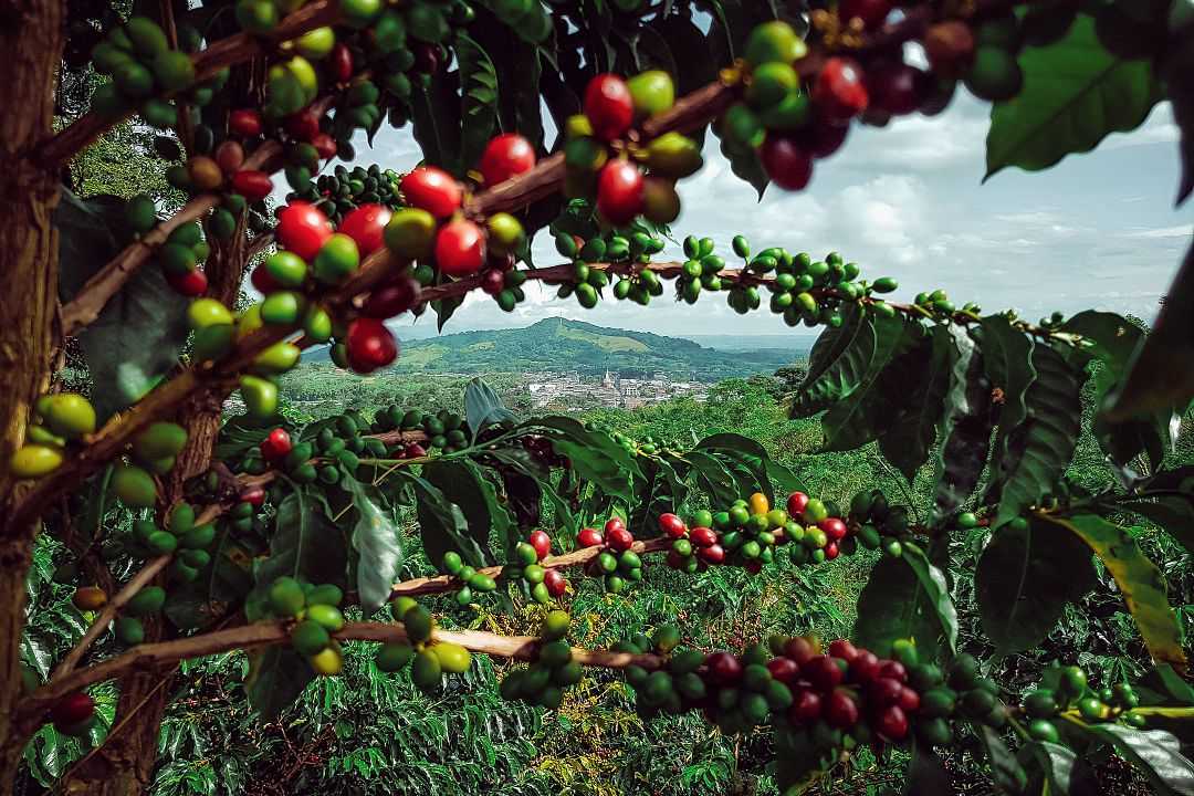 Coffee farm in Colombia