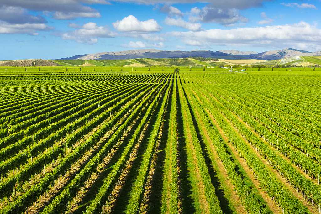 Vineyards in Marlborough, New Zealand