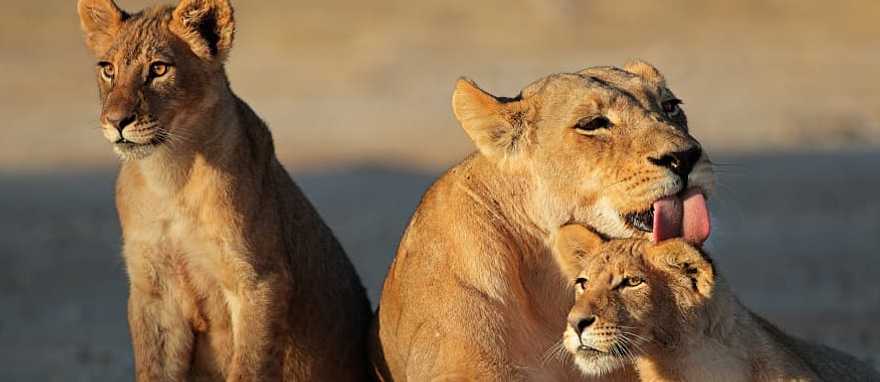 Lioness with cubs in the African savanna Lioness with cubs in the African savanna