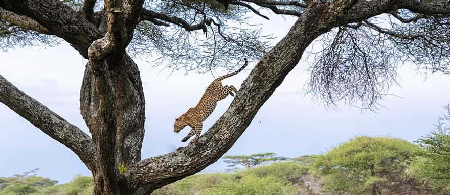 Leopard running down tree in Tanzania