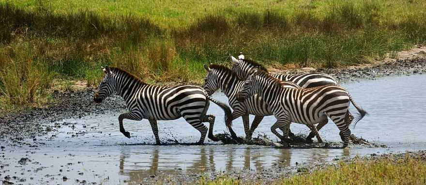 Kruger National Park, South Africa Zebras crossing river in Kruger National Park, South Africa