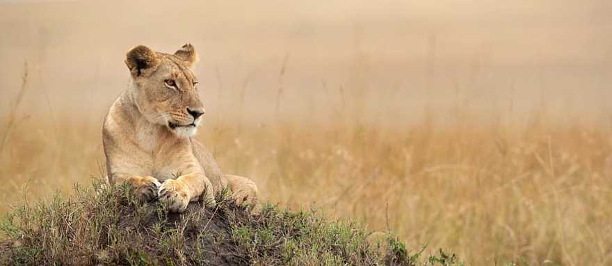 Hot air balloon over Masai Mara National Reserve in Kenya
