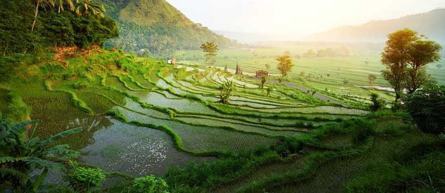 Rice terrace landscape in Bali, Indonesia Rice terrace landscape in Bali, Indonesia