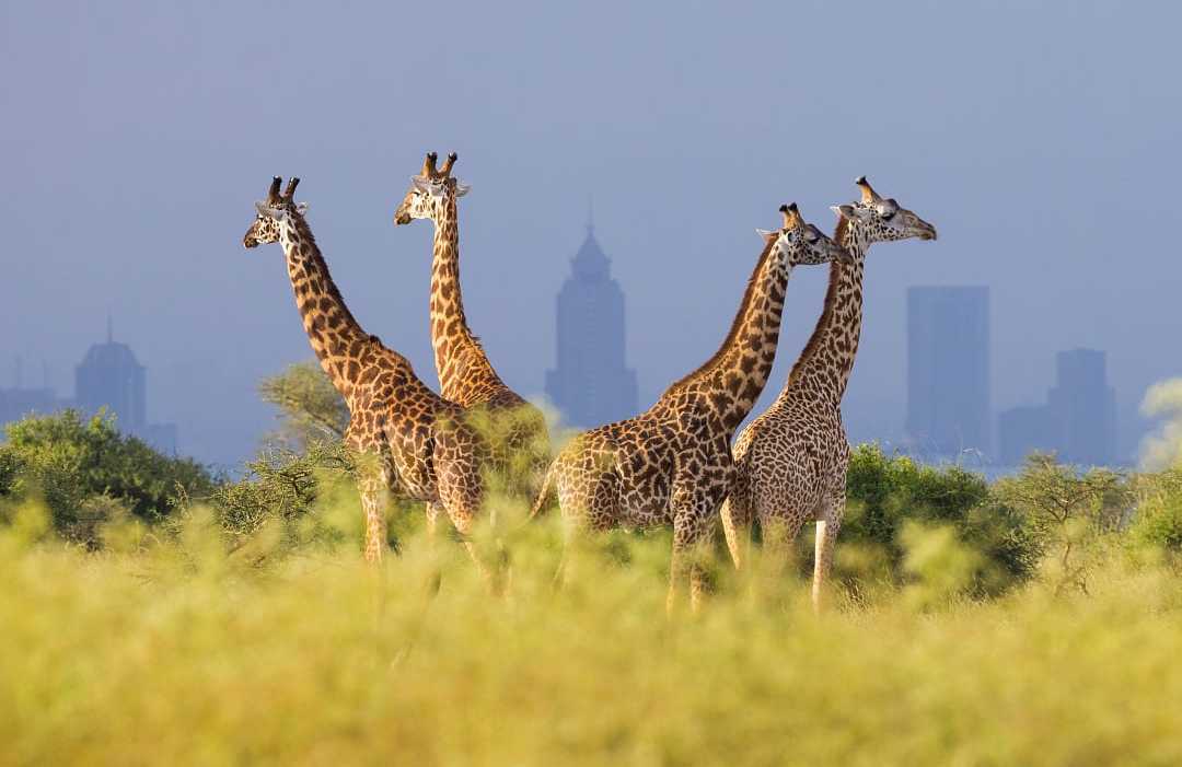 Nairobi National Park with the city skyline in the background Nairobi National Park with the city skyline in the background