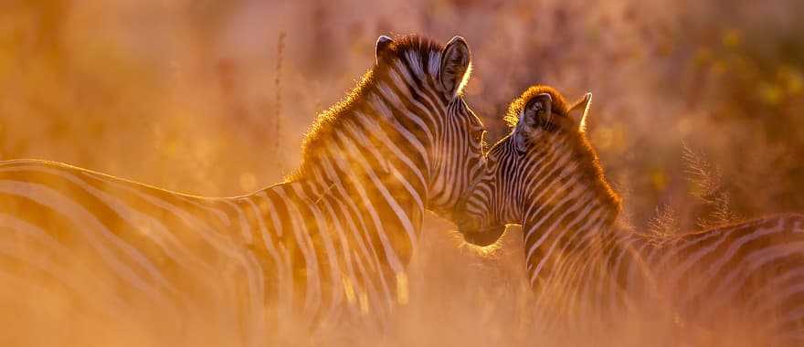 Sunset at Mana Pools National Park