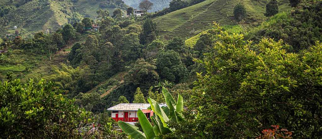 Coffee culture landscape in Colombia