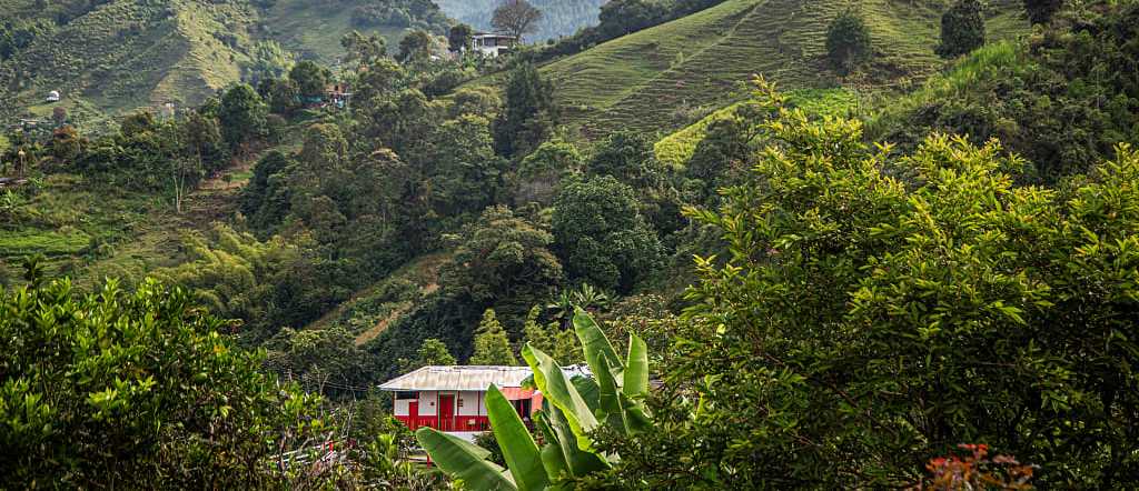 Coffee culture landscape in Colombia