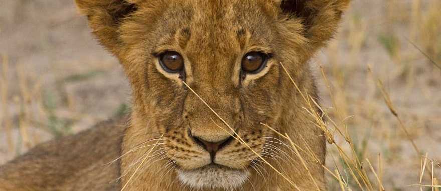 Lion cub in the African savanna