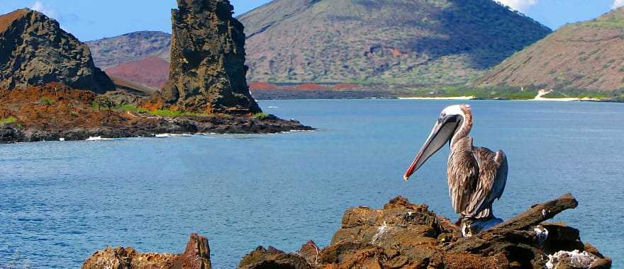 Brown pelican with Pinnacle rock on Bartolome Island in the back