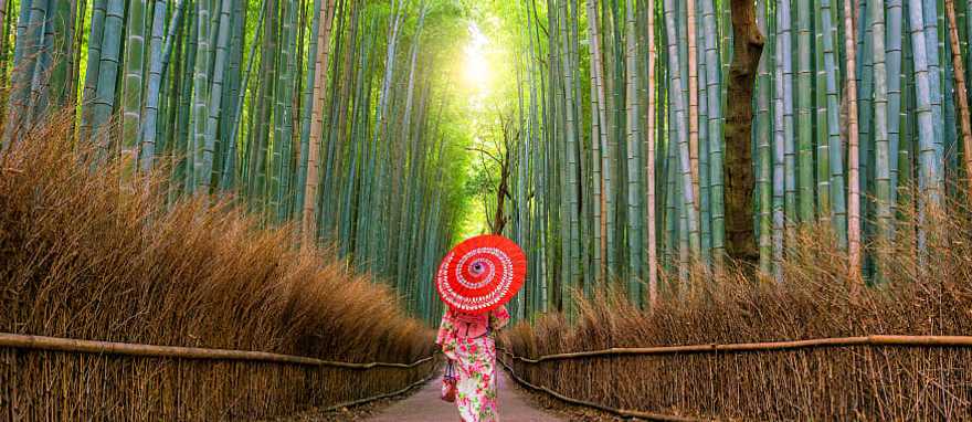 Sagano Bamboo Forest in Kyoto, Japan Geisha walking through Sagano Bamboo Forest in the Arashiyama district of Kyoto, Japan