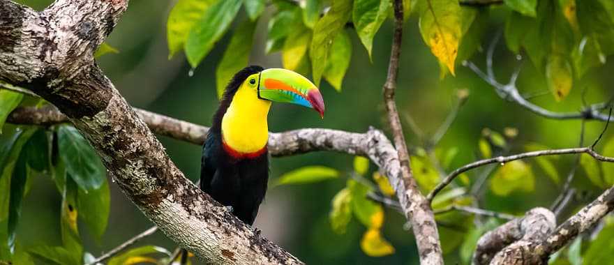 Keel-billed Toucan in Belize