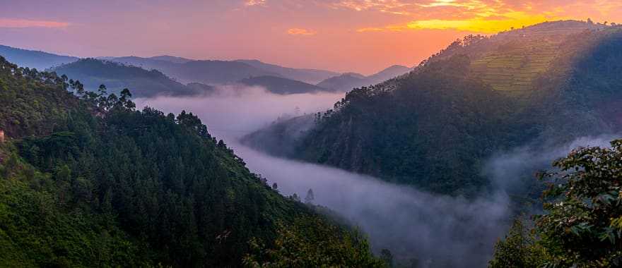 Bwindi Impenetrable Forest National Park, Uganda