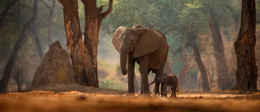 Mana Pools National Park, Zimbabwe