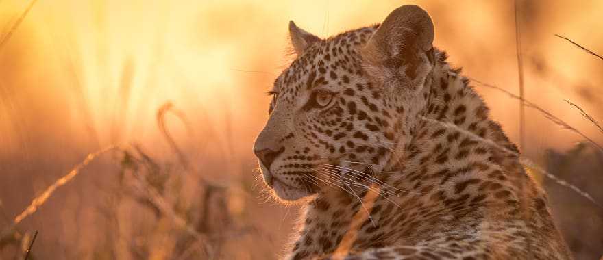 Young leopard in Sabi Sands, South Africa