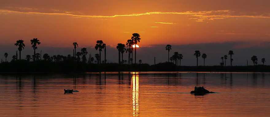 Hippos at sunset in Tanzania