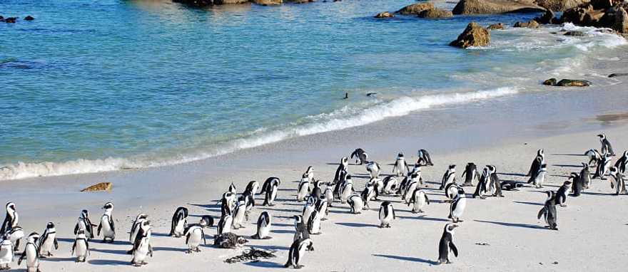 Penguins colony in Cape Town, South Africa. Penguins colony in Cape Town, South Africa.